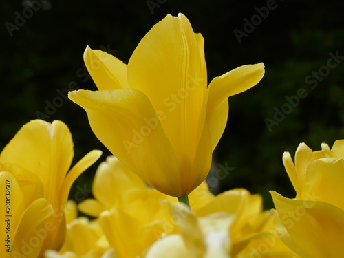 Larges tulipes jaunes