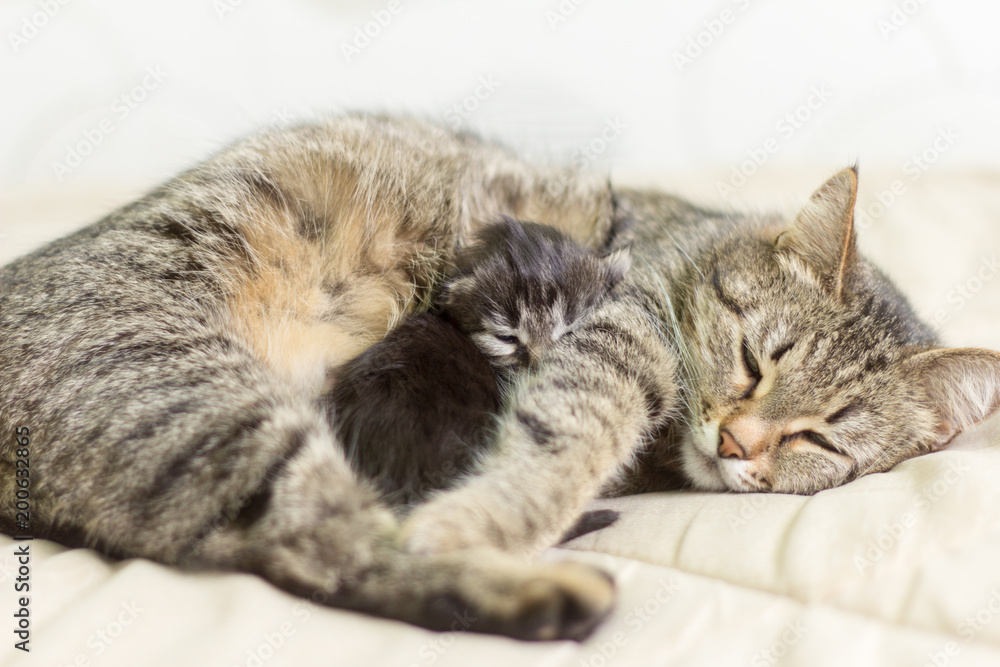 cat with her kitten sleeping and lying under the sun in an embrace