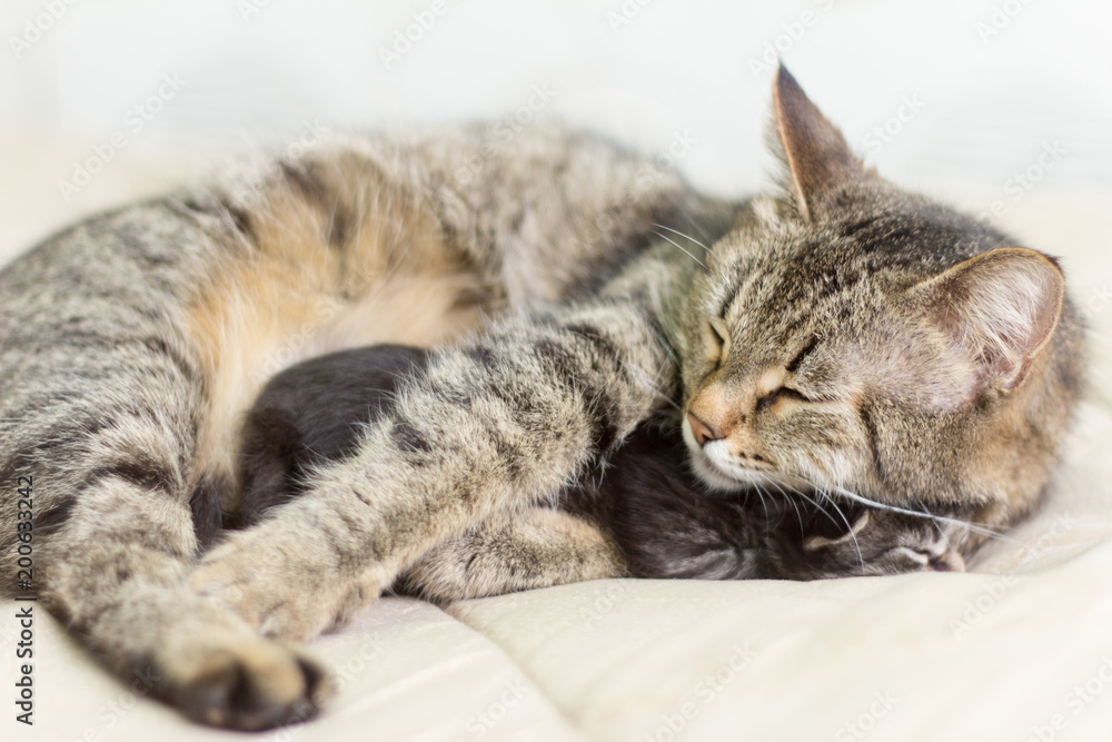 cat with her kitten sleeping and lying under the sun in an embrace cat with her kitten sleeping and lying under the sun in an embrace