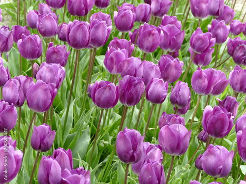 Tulipes violettes Triomphe Negrita
