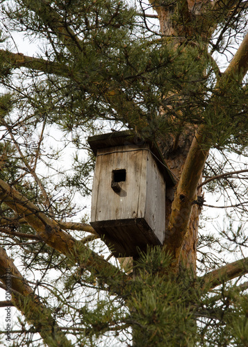 A birdhouse on a spruce © Егор Кошелев
