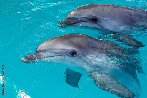 Group of cute smart dolphins in the ocean