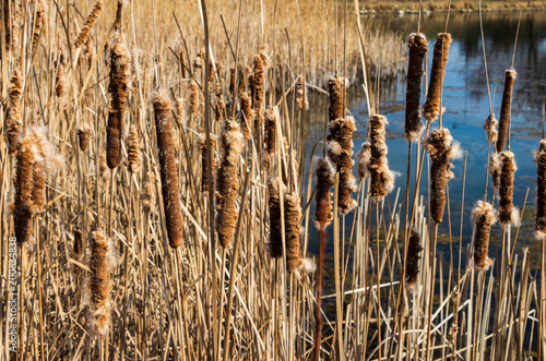 Fototapeta Naklejka Na Ścianę i Meble -  reeds by the pond in Krakow