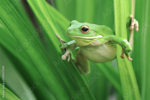 Tree Frog Whitelips