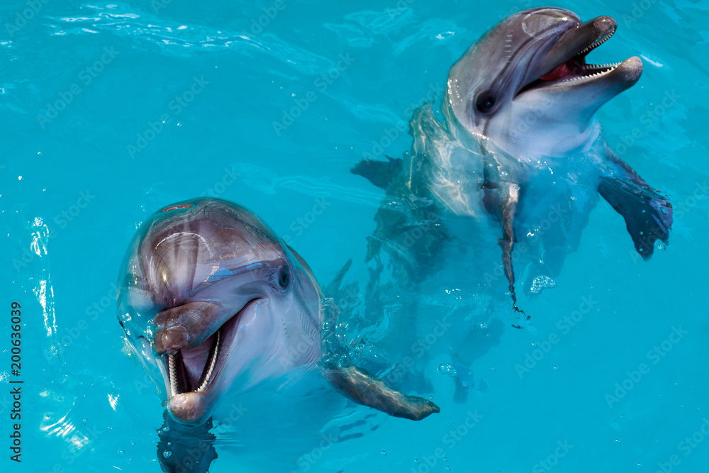 Fototapeta premium Grupa uroczych inteligentnych delfinów w oceanie