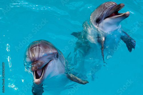 Group of cute smart dolphins in the ocean