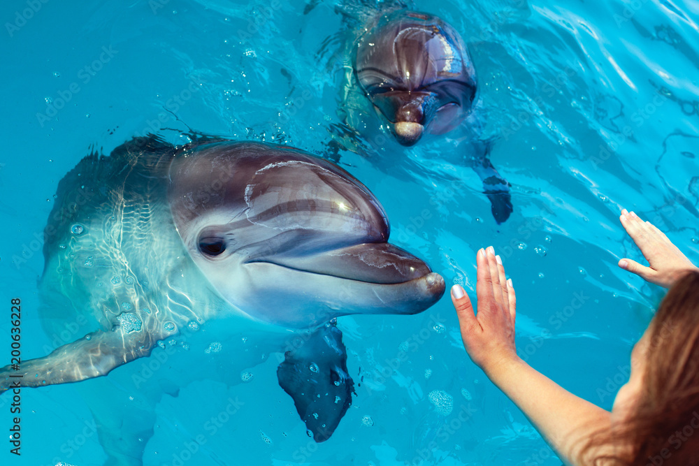 Obraz premium People hand touch a dolphin