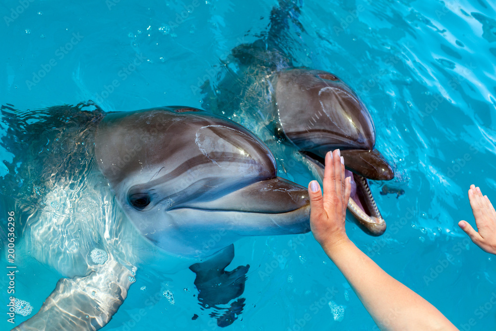Obraz premium People hand touch a dolphin