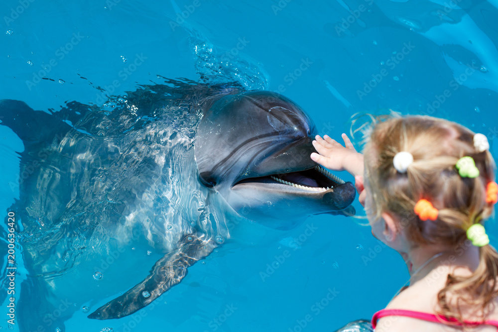Obraz premium Happy child hand touch a dolphin