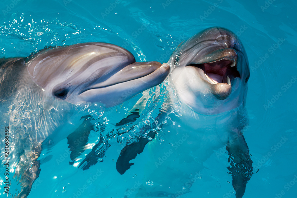 Obraz premium Grupa ślicznych mądrze delfinów w oceanie