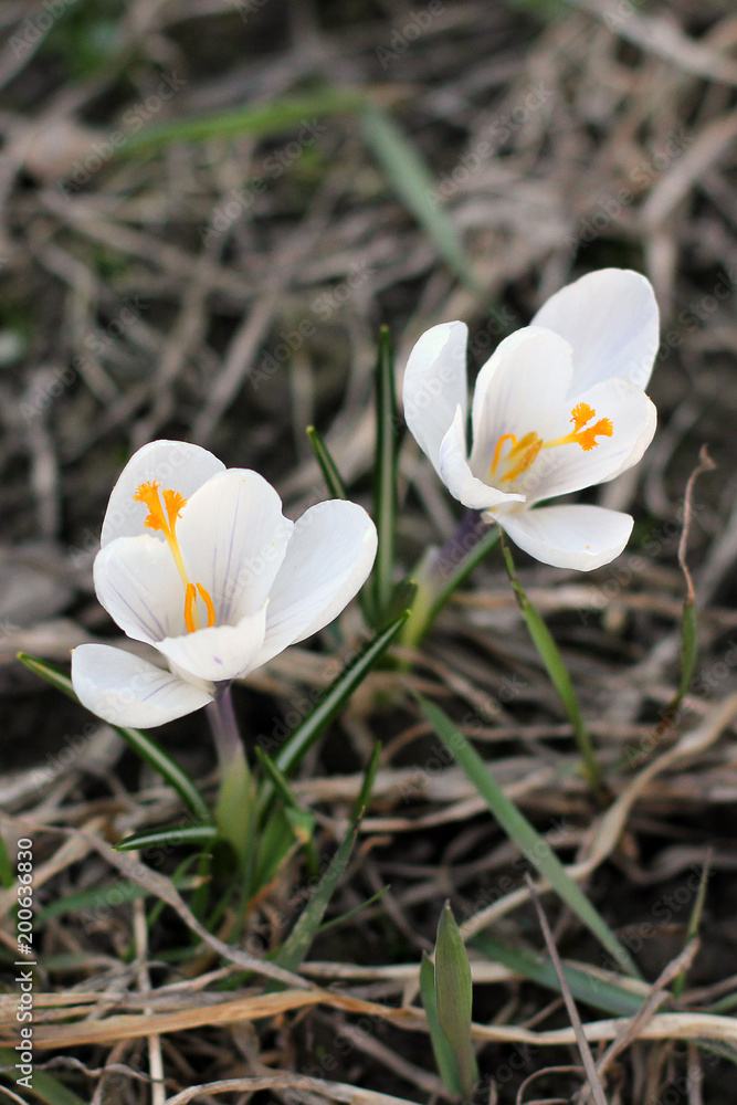 White crocuses. First flowers. Spring White crocuses. First flowers. Spring