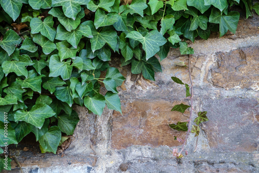 Efeugewächs (Hedera helix) an einer Trockenmauer Efeugewächs (Hedera helix) an einer Trockenmauer