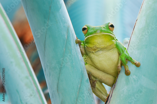 Tree Frog Whitelips photo