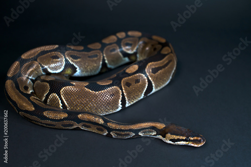 Royal Python. Natural color is normal. Snake. Black background.