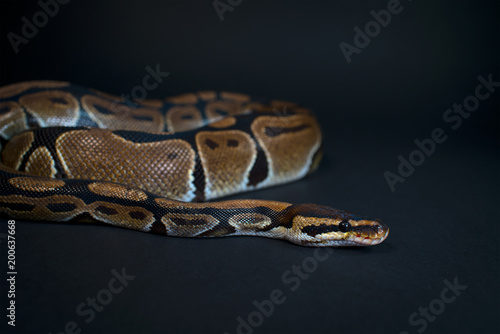 Royal Python. Natural color is normal. Snake. Wild nature. Black background. Studio. © rul8let
