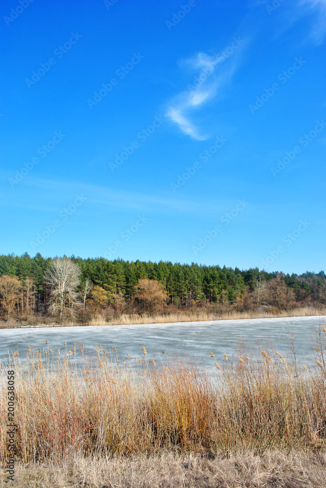 Pine forest, willows on the hills, rotten reeds on the shore of the lake with melting ice, on a background of blue sky with white cloud, sunny spring day, Ukraine Pine forest, willows on the hills, rotten reeds on the shore of the lake with melting ice, on a background of blue sky with white cloud, sunny spring day, Ukraine