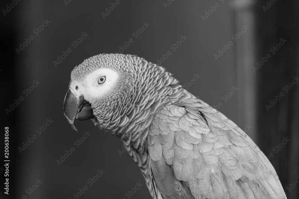 Obraz premium African grey parrot