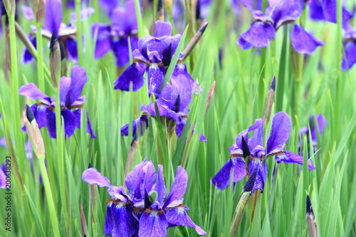 Obraz na płótnie 花菖蒲の花 w salonie