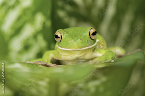 Tree Frog Whitelips