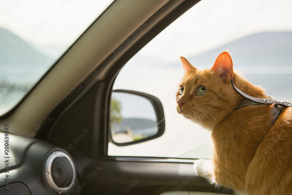 Naklejka premium Kot w samochodzie. Podróżowanie ze zwierzakiem