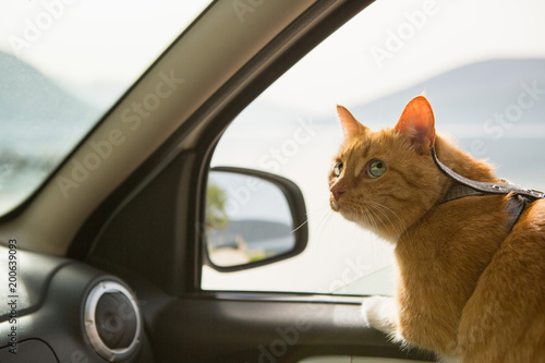Cat in the car. Traveling with a pet