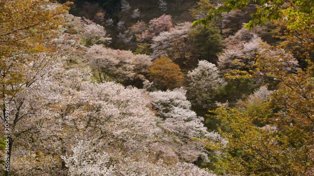 Cherry blossoms in full with thousand cherry trees at Yoshinoyama (Mt. Yoshino), Nara, Japan - April, 2017