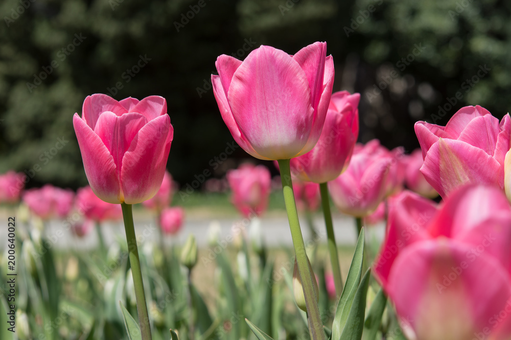 Pink tulips closeup on blurred background