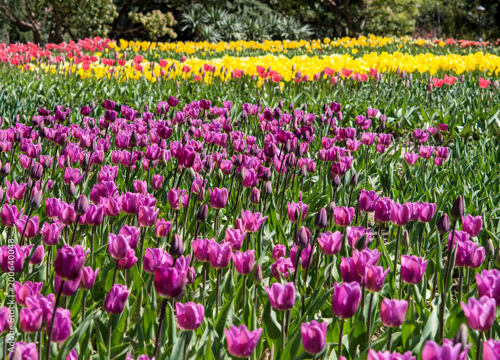 Bright tulips on blurred background garden