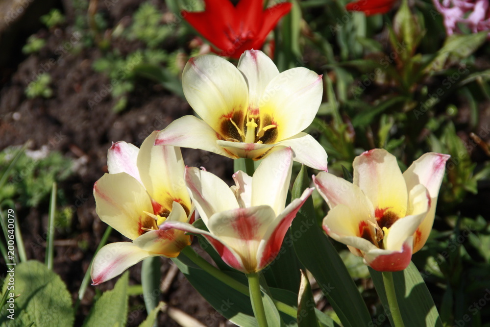 Obraz premium tulpenvielfalt