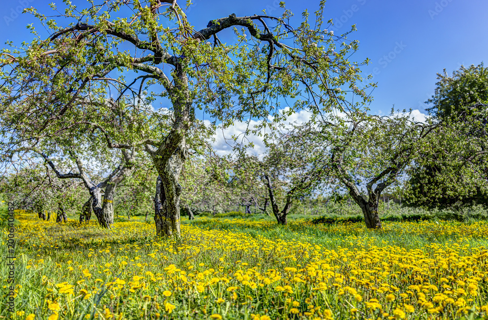 Apple orchard with many blooming trees with white and pink flowers during summer countryside