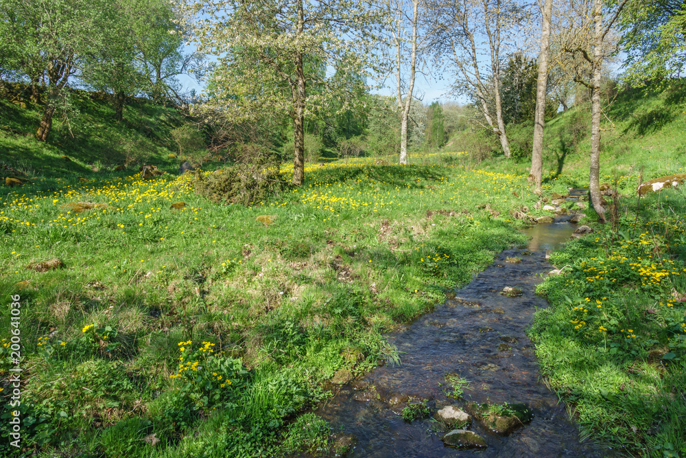 Creek in a meadow at suumer