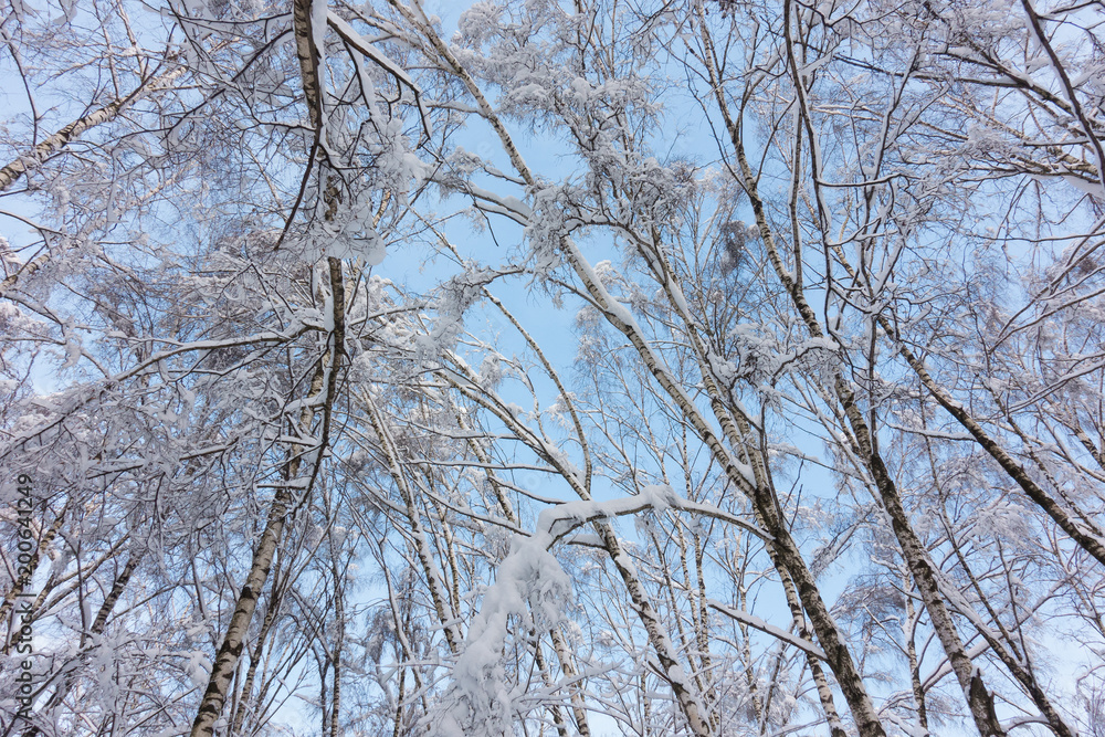 Obraz premium Snowy winter forest. Snow-covered branches of trees against blue sky. Span between village on drone. Holiday.