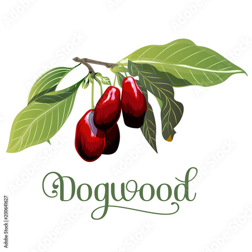 dogwood, leaves and berries isolated on white background.
