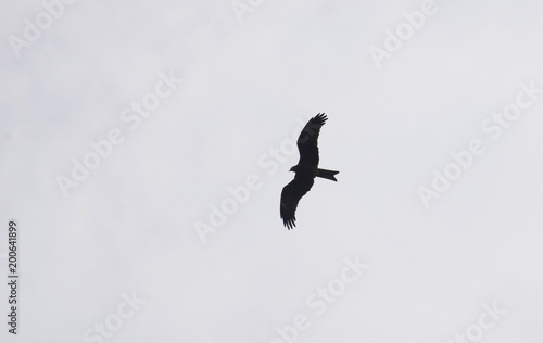 Kite bird