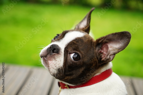 Obraz na plátně Boston Terrier puppy