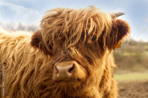 Portrait of a cute highland cattle.