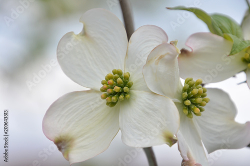 Flowering Dogwood; Cornus florida