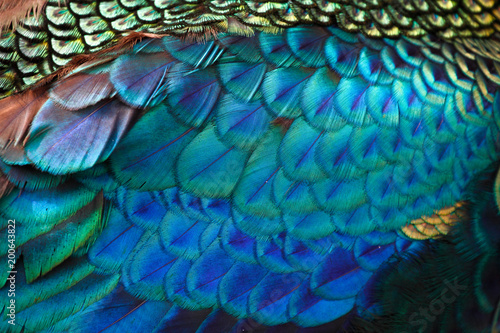 Beautiful feathers of male green peafowl / peacock (Pavo muticus) (shallow dof)