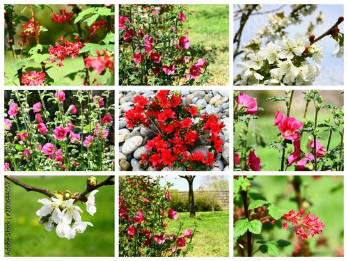 collage,plantes,floraison printemps,été