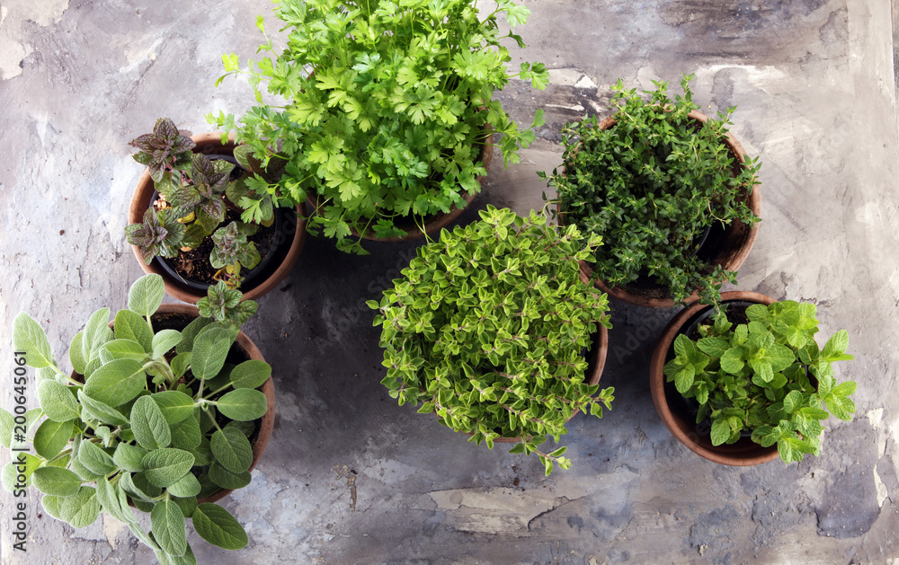 Homegrown and aromatic herbs in old clay pots Homegrown and aromatic herbs in old clay pots