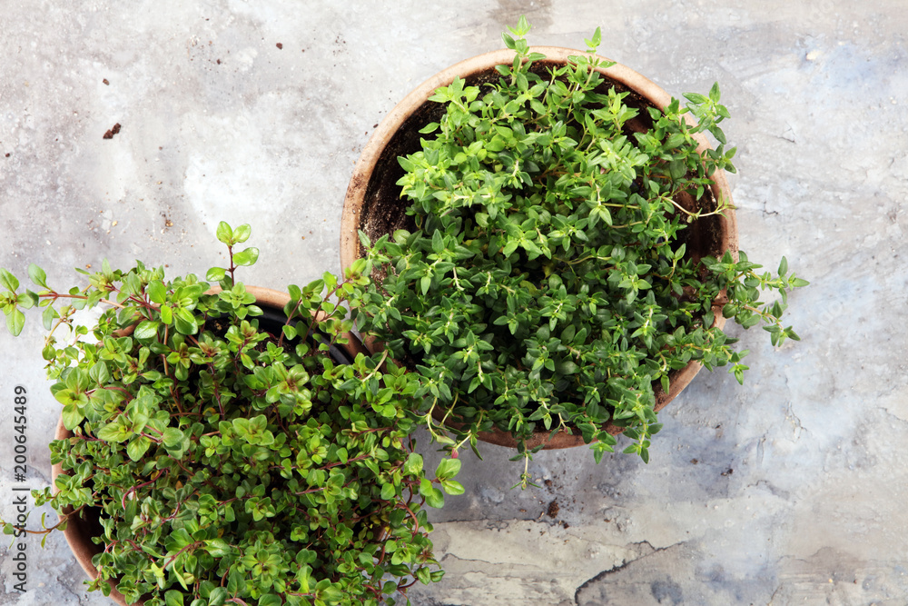 Homegrown and aromatic herb thyme in old clay pot. Homegrown and aromatic herb thyme in old clay pot.