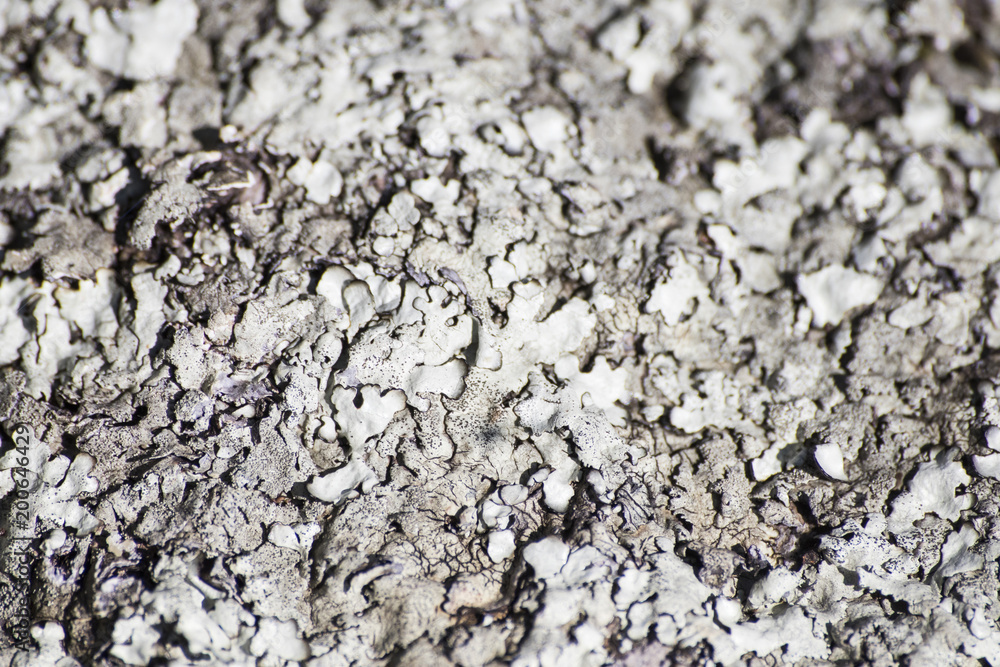 Rock full of lichens in a screen background composition Rock full of lichens in a screen background composition