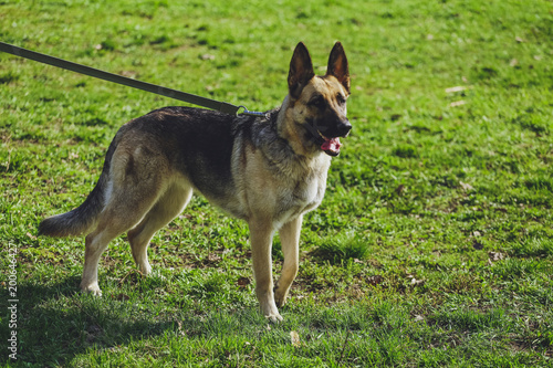 Beautiful dog German Shepherd in the park, in the forest © Alexander