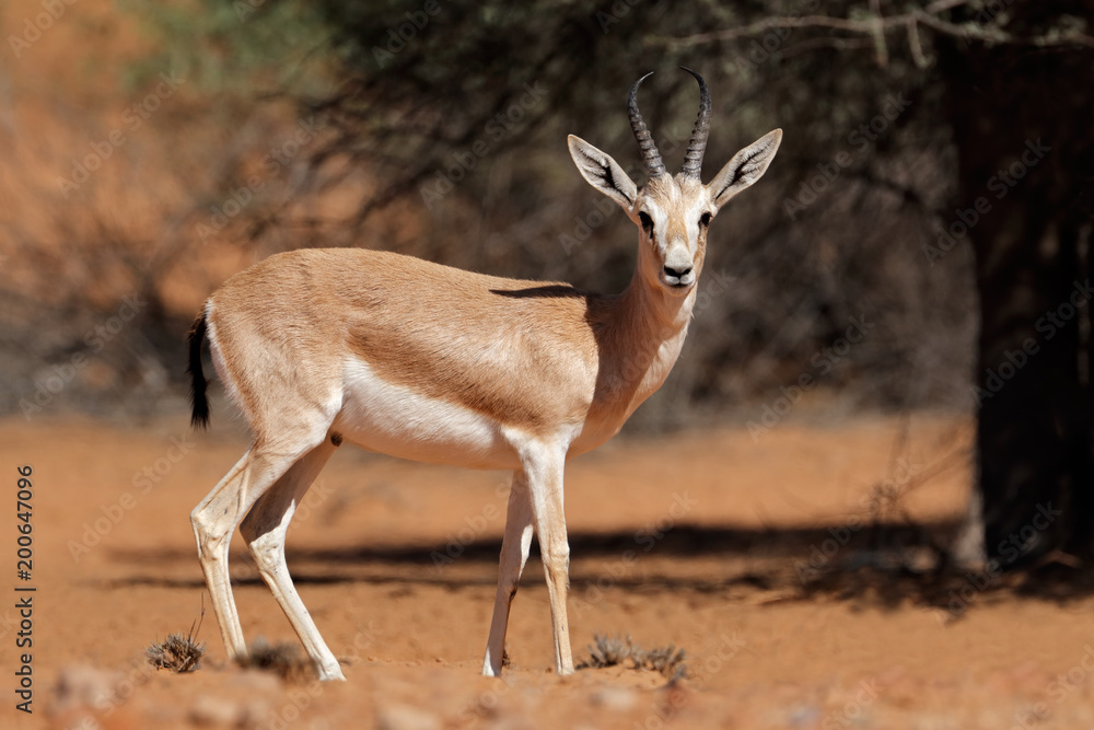 Male Arabian sand gazelle (Gazella marica), Arabian Peninsula Photos |  Adobe Stock