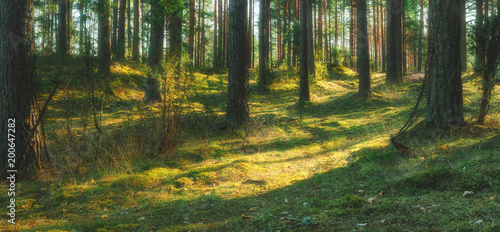 Fototapeta Naklejka Na Ścianę i Meble -  green pine tree forest