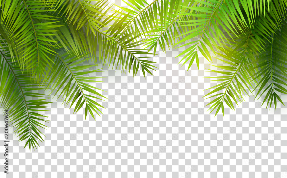 Summer palm leaves - obrazy, fototapety, plakaty 