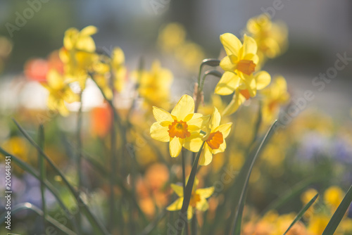 Fototapeta Naklejka Na Ścianę i Meble -  massif de narcisses