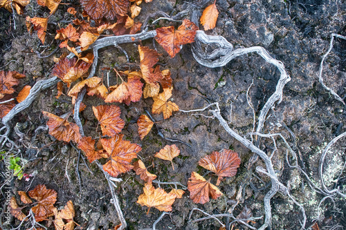 Plants Death, deforestation. photo