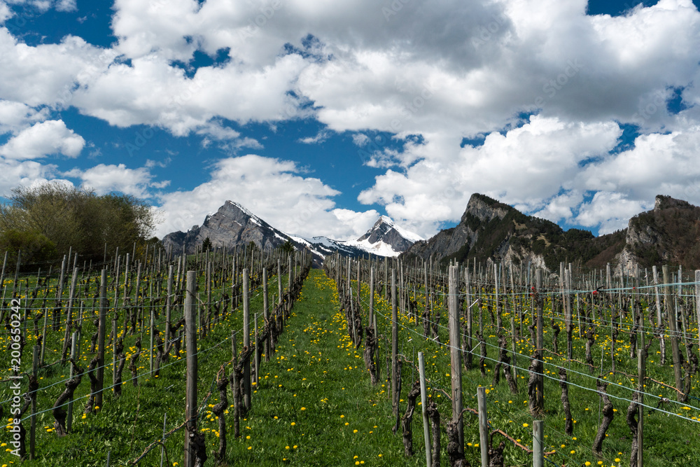 great view of vineyards in the spring under a blue sky with white clouds and snowy peaks behind
