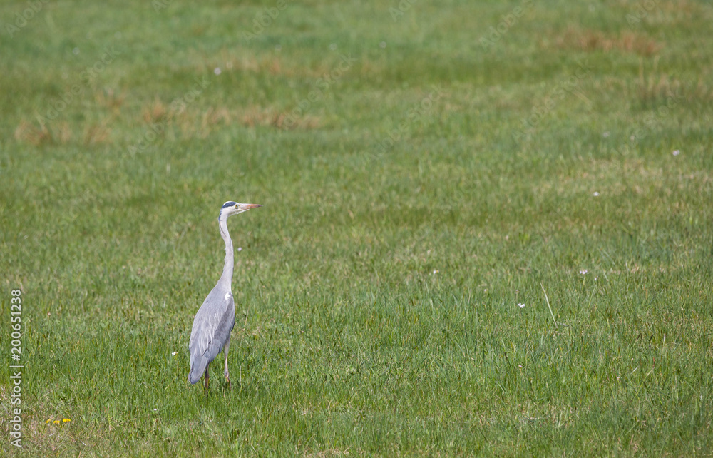 Fototapeta premium Graureiher in der Wiese